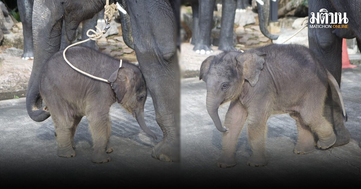 สวนนงนุชพัทยา จัดพิธีรับขวัญ 2 ลูกช้างเชือกใหม่ พี่น้องต่างครรภ์ รวมเป็น 124 เชือก
