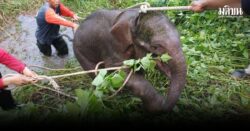 ช่วยได้แล้ว ลูกช้างป่าห้วยขาแข้งพลัดหลง หลังค้นหานาน 5 วัน