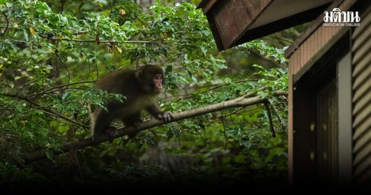 Japan Monkey Chasing