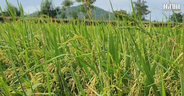 .นบข. เคาะ แจก 2000 บาทต่อไร่ ไม่เกิน 10 ไร่ต่อครัวเรือน เปลี่ยนข้าวนาปรังเป็นพืชหลังนา.