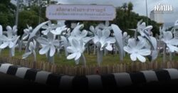 ดอกไม้ประดับงานยี่เป็ง กลับมาแล้ว! จบดราม่าพ่นสี เทศบาลแก้ไขเปลี่ยนเป็นขาวล้วน