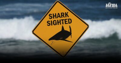 shark