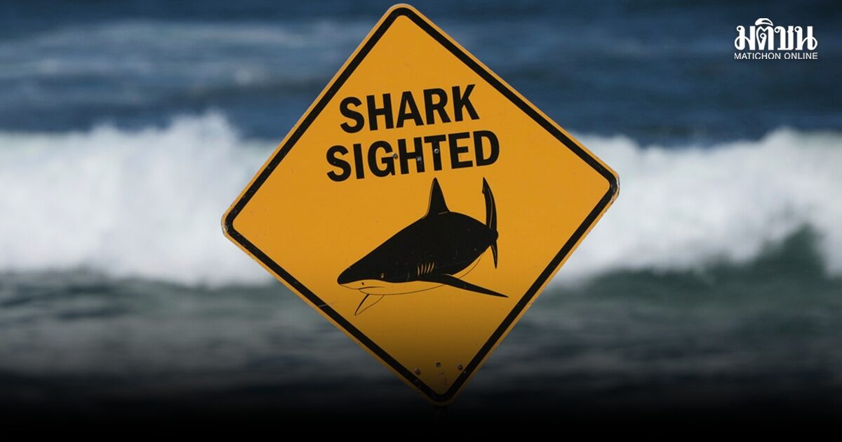 shark