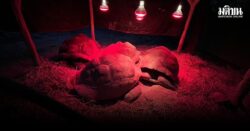 สวนสัตว์เชียงใหม่