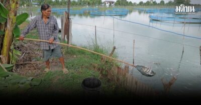 ผู้เลี้ยงปลาสลิดเดือดร้อนหนัก ปลาตายเกือบยกบ่อ 10 ราย สูญเงินกว่า 6 ล้าน วอนรัฐเร่งช่วยเหลือ