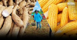 พืชไร่ไทยในทางแยก เมื่อ ‘มันสำปะหลัง’ และ ‘ข้าวโพดเลี้ยงสัตว์’ ต้องเลือกอนาคตของตัวเอง