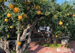 ‘ทับทิม’ ปลุกเศรษฐกิจ-ศิลปะ เมืองจ่าวจวง มณฑลชานตงคึกคัก