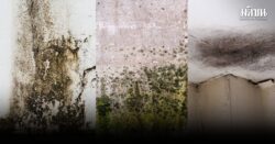 นักวิชาการสิ่งแวดล้อมเตือน ทำความสะอาดบ้านหลังน้ำลด ระวังเชื้อราฟุ้งกระจายแนะแจกแว่นตาหน้ากาก n95