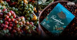 ‘ปางขอน-ผาลั้ง’ เส้นทาง ‘กาแฟ’ ยั่งยืน รายได้ และความหวังของคนบนดอย