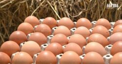 เครือข่ายสหกรณ์ผู้เลี้ยงไก่ไข่ แจ้งปรับราคาขึ้นแผงละ 6 บาท ตั้งแต่ 15 ธ.ค.นี้