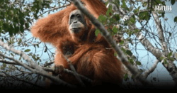 ผู้เชี่ยวชาญกังวล อุรังอุตังพันธุ์หายาก เสี่ยงสูญพันธุ์ หลังไซโคลนเซนยาร์พัดถล่ม