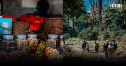 ‘ปางขอน-ผาลั้ง’ เส้นทาง ‘กาแฟ’ ยั่งยืน รายได้ และความหวังของคนบนดอย