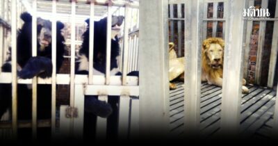 ยังย้ายสิงโต-หมี จากชายแดนไม่ได้ พบหิวโซ-สุขภาพแย่ ต้องกินอาหารให้อิ่มก่อน คาดบ่ายนี้จะลองอีกที