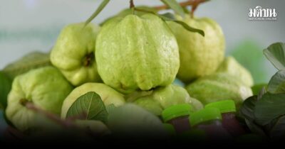 ทป.พาชมแหล่งผลิตจีไอ ฝรั่งสามพราน หนึ่งเดียวนครปฐม รายได้ 350 ล้าน/ปี