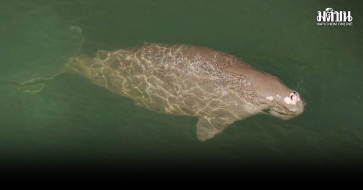 sea cow