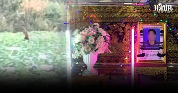 zfzf2 wed พิตบูล