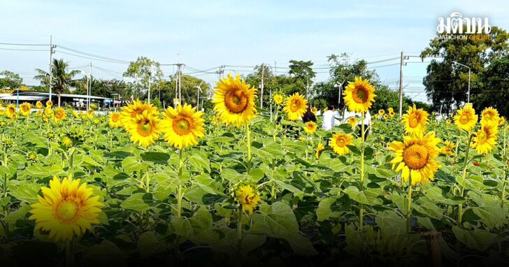 ปกชาชื่น
