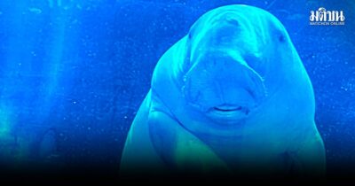 ครั้งแรกของโลกรวมพลังนักวิชาการ กู้วิกฤต‘พะยูน’ก่อนสูญพันธุ์ ครั้งแรกของโลกรวมพลังนักวิชาการ กู้วิกฤต‘พะยูน’ก่อนสูญพันธุ์