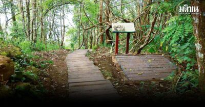 ปักหมุดยอดดอยปุย 'ป่าหลังบ้าน' เมืองเชียงใหม่ ชมผลงาน EGCO Group ปรับปรุงเส้นทางศึกษาธรรมชาติ ชู 'นิเวศประวัติศาสตร์' จากบันทึก 'หมอคาร์'