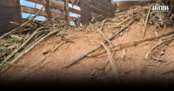 บอร์ด กอน. สั่งดำเนินคดีผู้จงใจใส่ดินทรายปะปนมากับลำอ้อยส่งเข้าโรงงานน้ำตาล