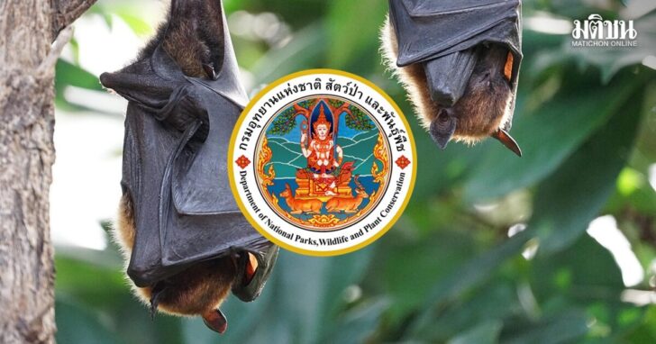 ค้างคาว