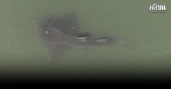 ปลาโรนิน