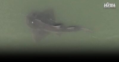 ปลาโรนิน