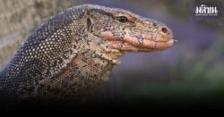 ตัวเงินตัวทอง