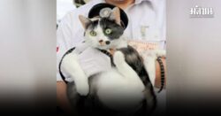 ขวัญใจใหม่! บ.รถไฟญี่ปุ่น ตั้ง ‘ยอนทามะ’ เป็นแมวนายสถานีตัวที่ 3 หลังตัวก่อนลาโลก