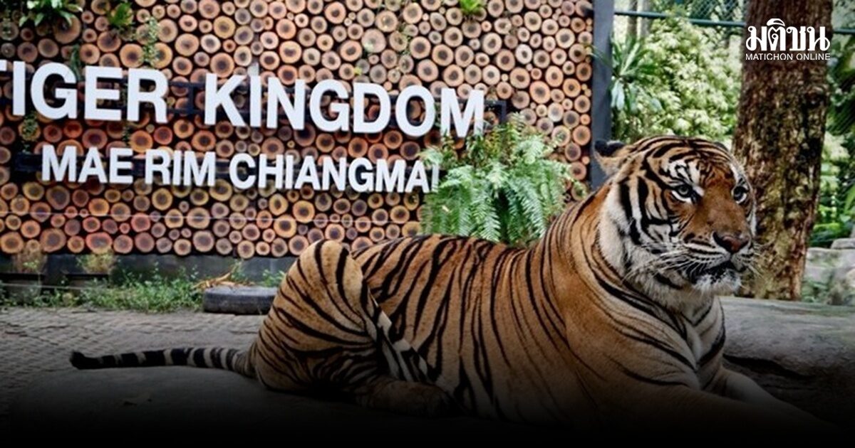 ช็อก เสือตายรวดเดียว 72 ตัว คุ้มเสือแม่ริม-แม่แตงวุ่น กรมอุทยานฯรุดตรวจเข้ม หาสาเหตุ