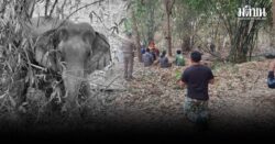 แม่ช้างป่าเขาฉกรรจ์