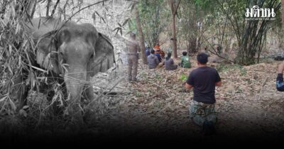 แม่ช้างป่าเขาฉกรรจ์