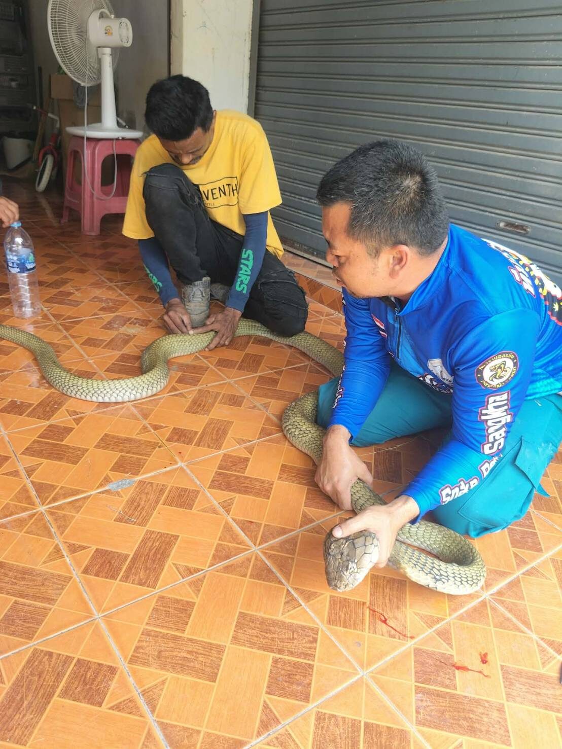 จับจงอางยักษ์