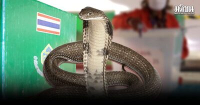 งูเห่า
