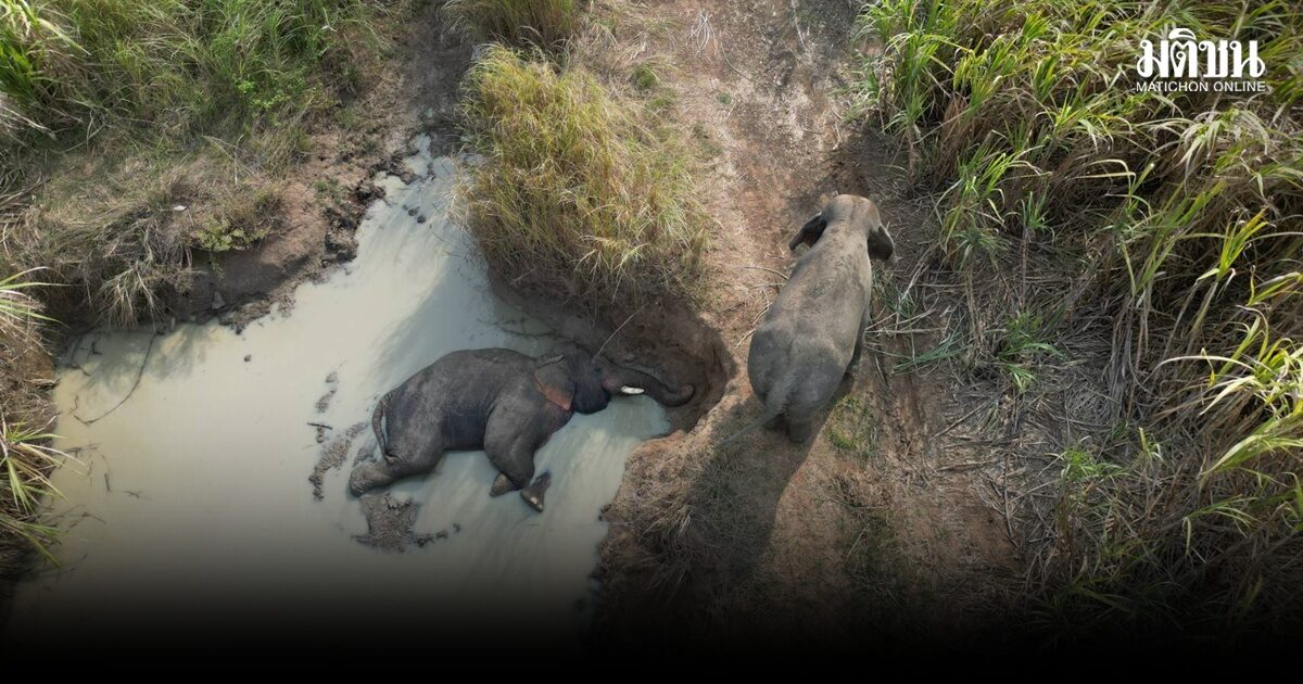 งาเบี่ยง พร้อมพวกยึดไร่อ้อย อิ่มแล้วเกลือกกลิ้งโคลนสบายใจ อุทยานฯเตือนเลี่ยงเข้าพื้นที่กลางคืน-เช้ามืด