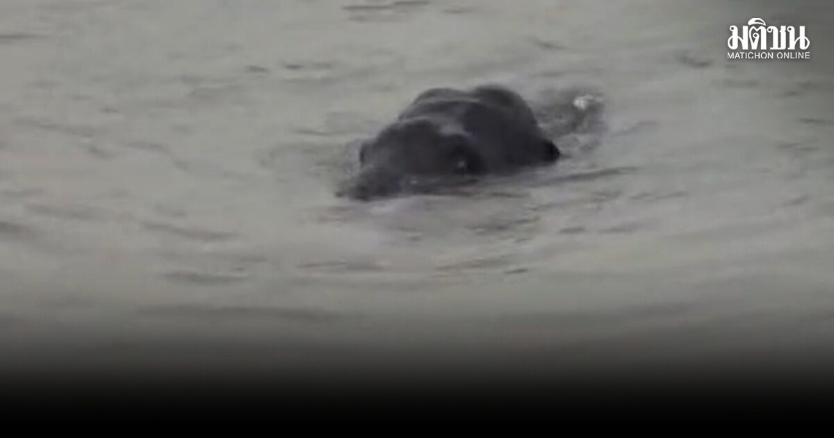 ที่เก่าเวลาเดิม ปริศนา พลายงาคู่ ว่ายน้ำข้ามโขงไปลาวทำไม หัวหน้าภูวัวแจง ไม่ปักใจนัดกับสาว