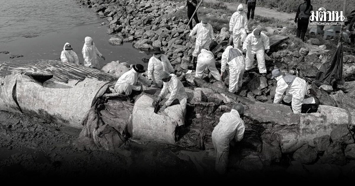สุดสลด ผลชันสูตรซากวาฬบรูด้าเกยตื้นสมุทรสงครามพบตั้งท้อง ของแข็งไร้คมกระแทก ลูกน้อยทะลัก