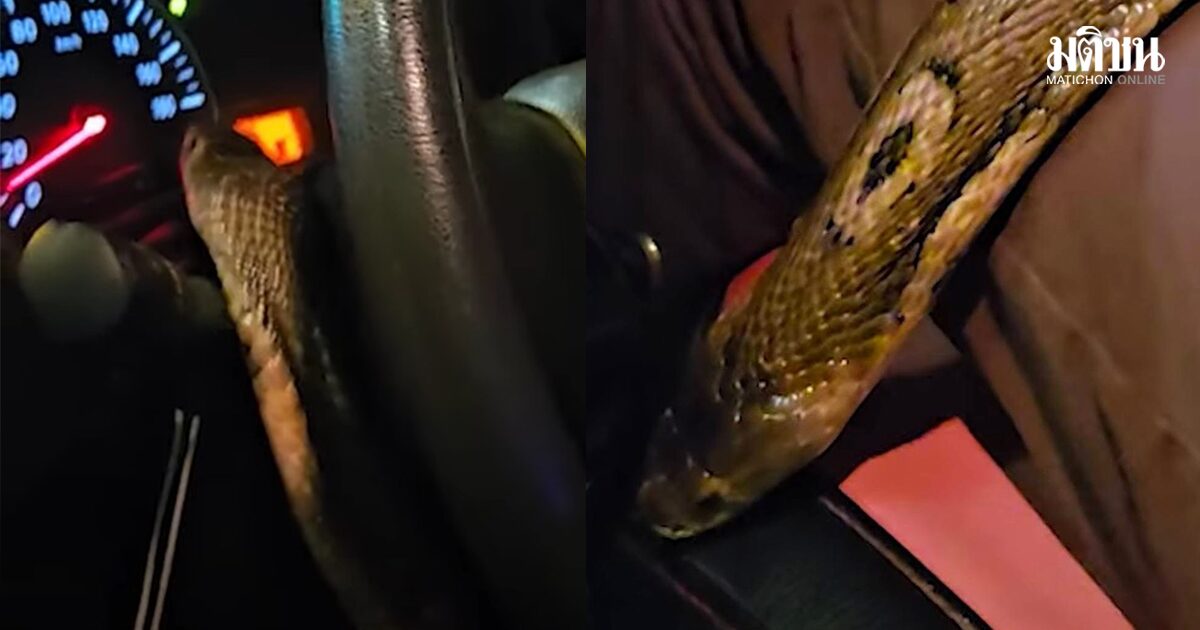 นิค อสรพิษวิทยา แจง งูเห่าหลุดบนรถ ของจริงหรือคอนเทนต์