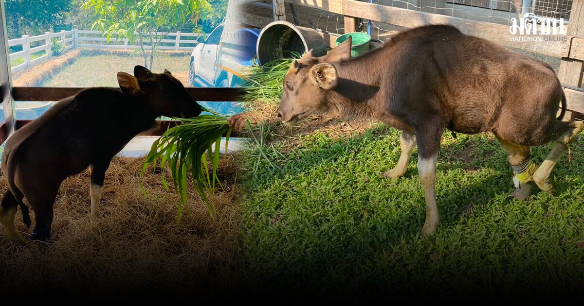 ย้าย น้องเนินหอม ลูกกระทิงติดบ่วงใส่ขาเทียม เข้าฟื้นฟูร่างกาย ศูนย์ช่วยเหลือสัตว์ป่า นครนายก