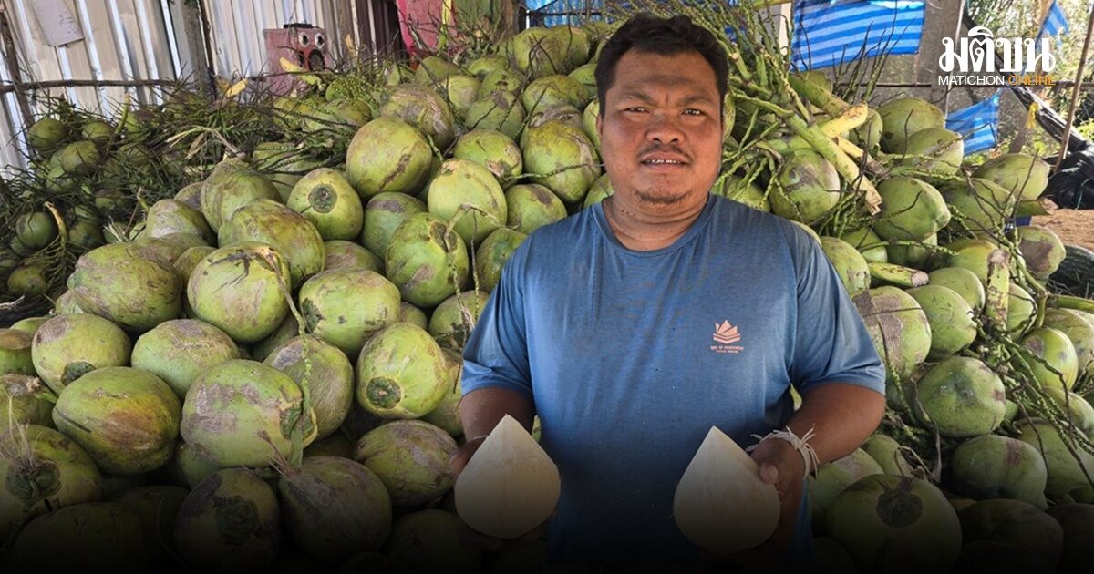 มะพร้าวกระเตื้อง ‘พ่อค้าบุรีรัมย์’ เชื่อเป็นเพราะร้อนจัด – วอน ‘ศุภจี’ แก้ราคาตกต่ำระยะยาว