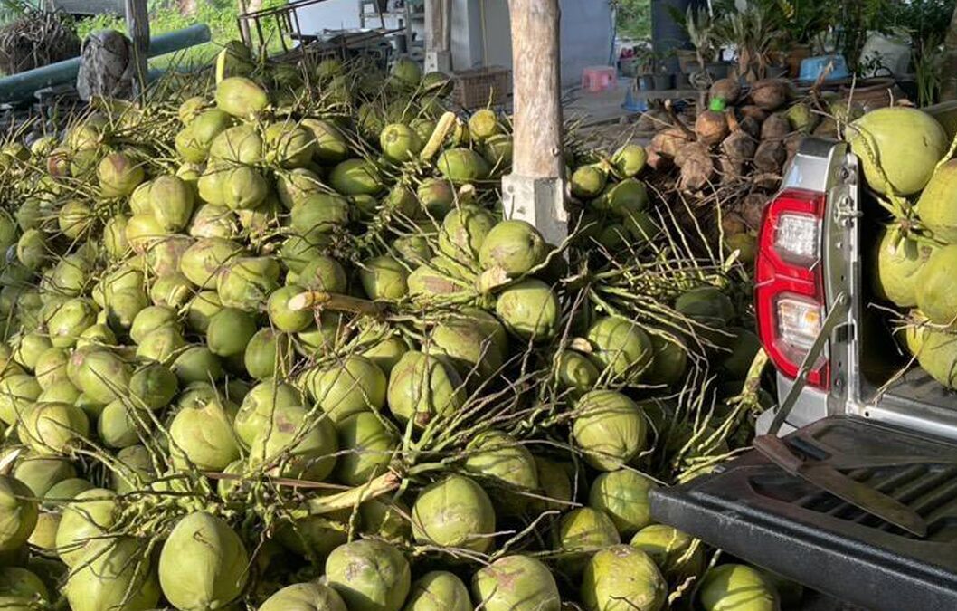 นอมินีล้งมะพร้าว 