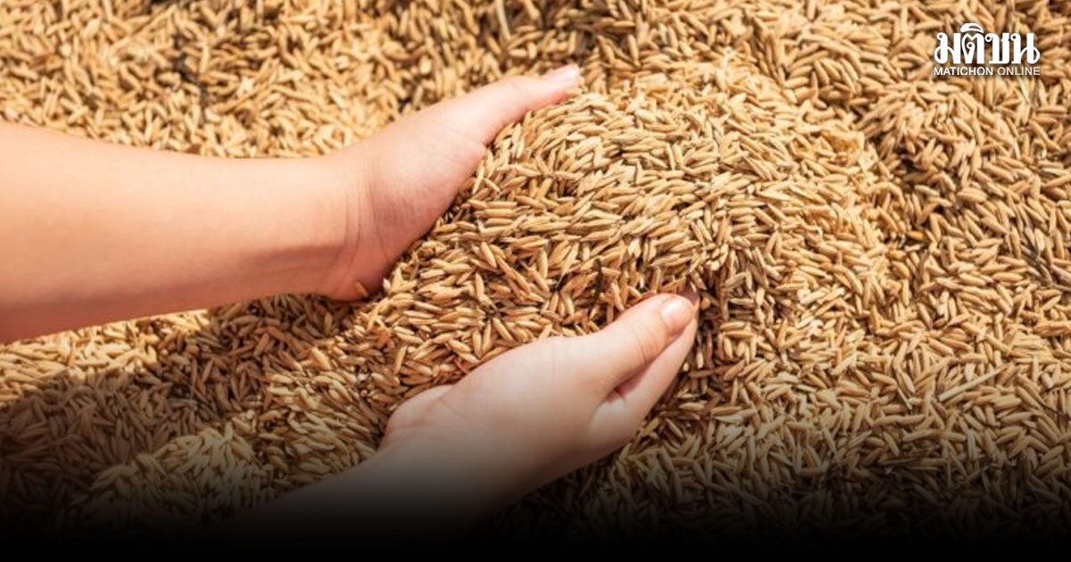 พณ.ลุยทันที 1 เม.ย. ตั้งจุดรับซื้อข้าวนาปรัง ดูดซับ 1 ล้านตัน พร้อมจ่ายเพิ่มให้อีกตันละ 300 บาท