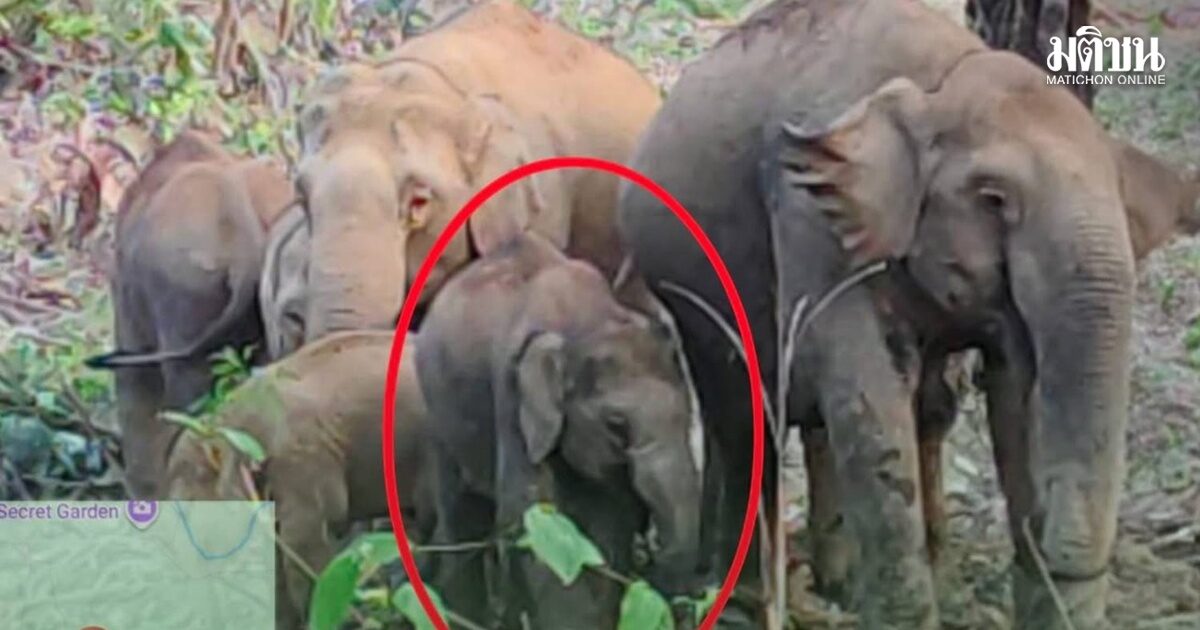 ทีมสัตวแพทย์เร่งรักษา ‘เจ้าจู้ด’ ลูกช้างป่าเหยื่อน้ำกรดเดินขาลาก อาการไม่ดีขึ้น