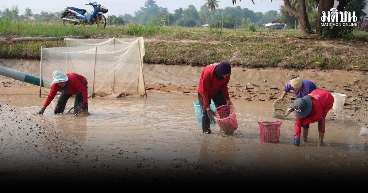 น้ำมัน ราคาพุ่ง ชาวนากุ้งเร่งขนย้ายรวมบ่อ ลดพื้นที่ ประหยัดเชื้อเพลิง-อาหาร