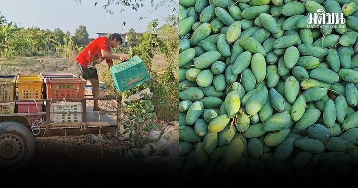 ชาวสวนพิจิตรเทมะม่วงทิ้ง วอนรัฐแก้ราคาตก วิกฤติน้ำมันส่งขายไม่ได้ ซ้ำมะม่วงเขมรตีตลาด