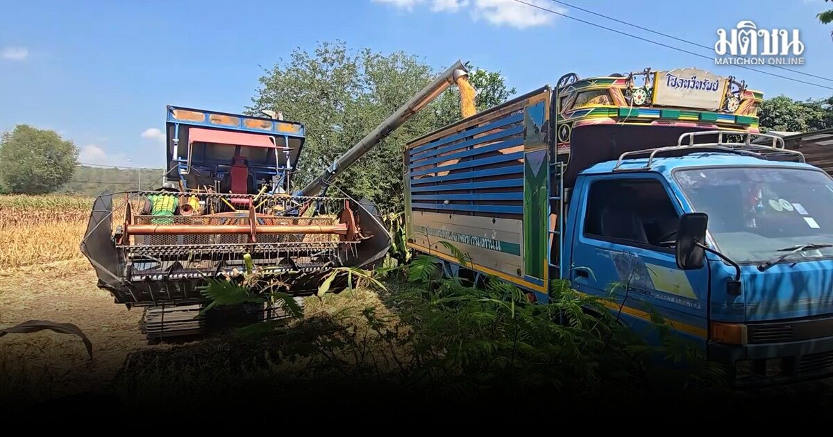 เกษตรกรอุทัยฯ​อ่วม น้ำมันแพงดันต้นทุนพุ่ง ปลูกข้าวโพด 21 ไร่ ลงทุนทะลุแสน วอนรัฐช่วยด่วน