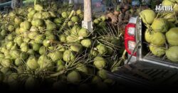 นอมินีล้งมะพร้าว