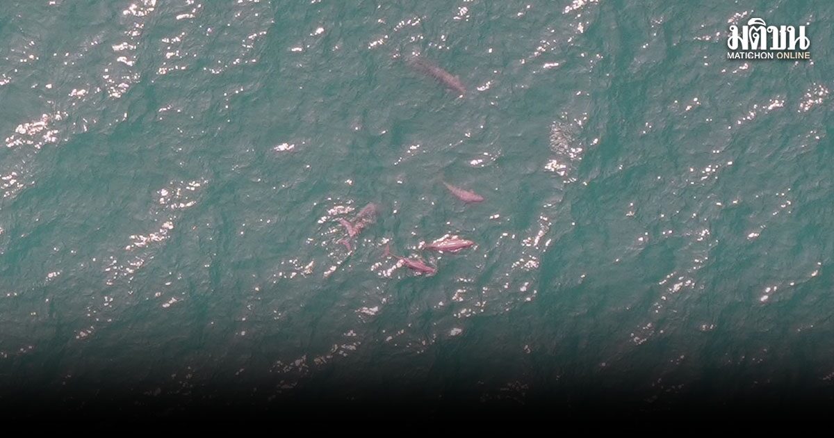สัญญาณทะเลฟื้น พบ พะยูน–โลมาอิรวดี ในอ่าวไทย เร่งหาสาเหตุโลมาเกยตื้นพังงา