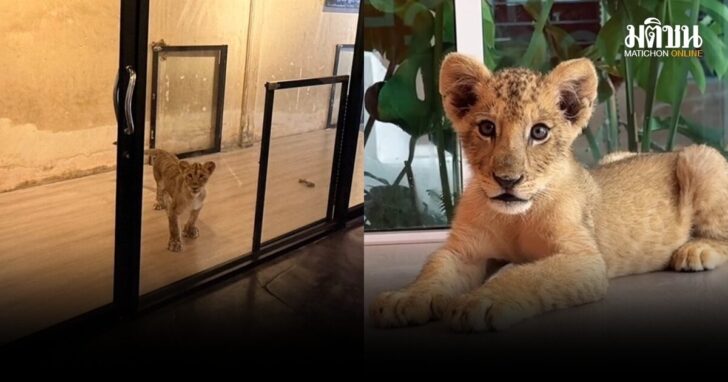 อุทยานตรวจคาเฟ่สิงโต