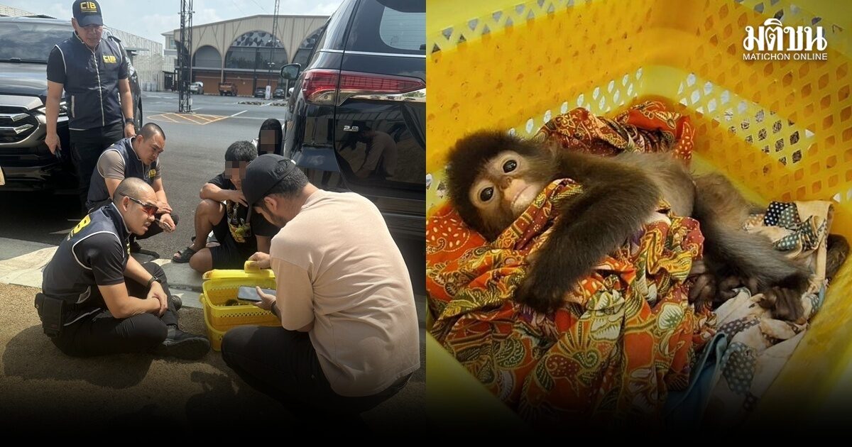 ตำรวจล่อซื้อค่างแว่น 9 หมื่น วางแผนให้ใส่ตะกร้ามาส่ง ก่อนจับกุม สารภาพนำมาจากประเทศเพื่อนบ้าน